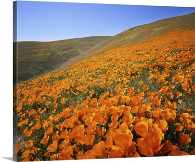 California, Tehachapi Mountains, California Poppies