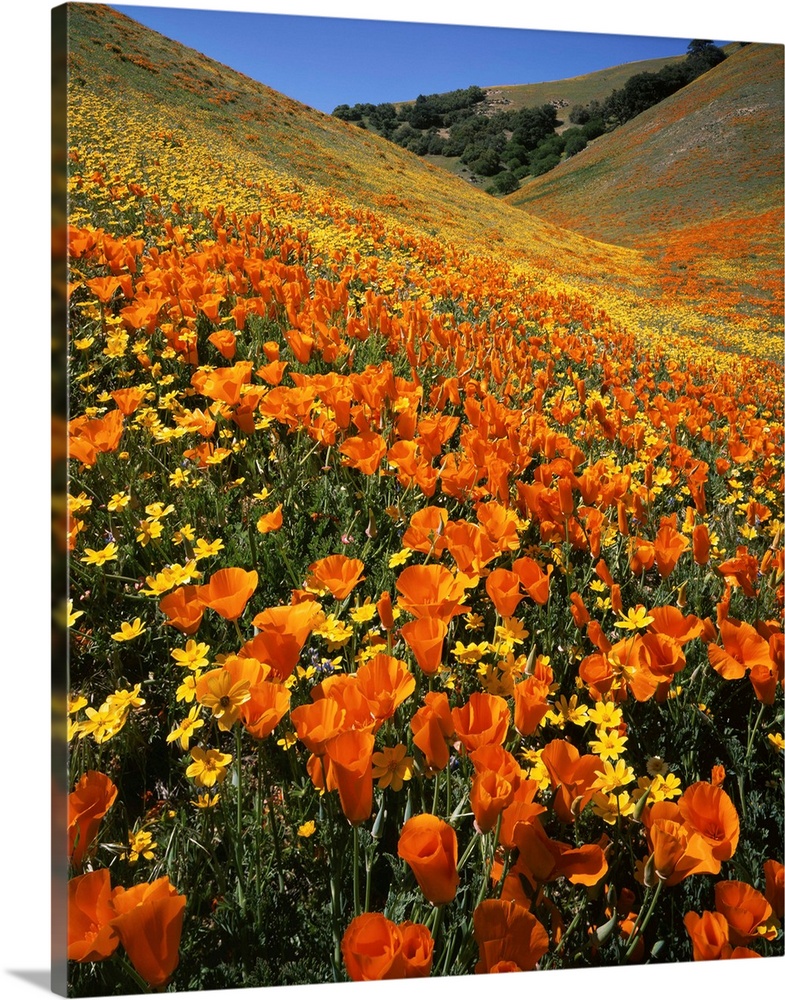 USA, California, Tehachapi Mountains, Goldfields and California Poppies.