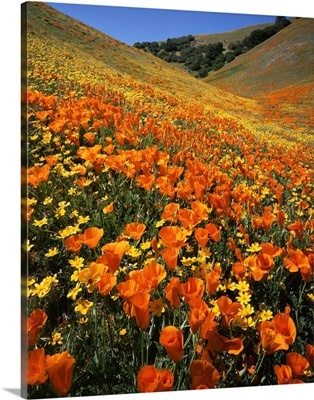 California, Tehachapi Mountains, Goldfields and California Poppies