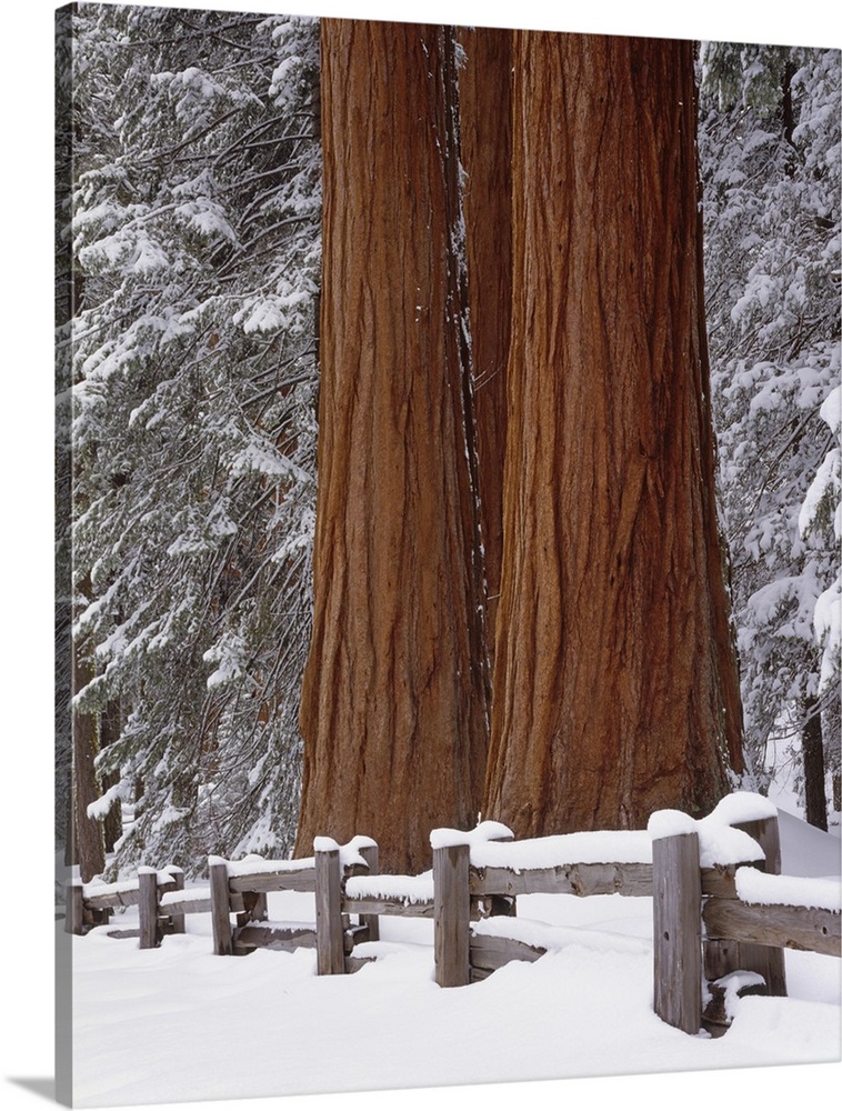 USA, California, Winter, Three Sequoia Trees and Fence, Sequoia and Kings Canyon National Park.