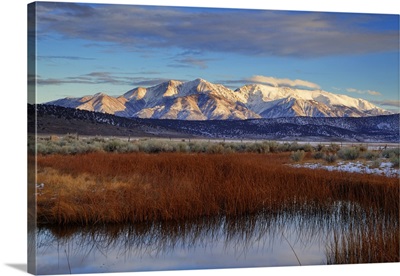 California, White Mountains And Reeds In Pond