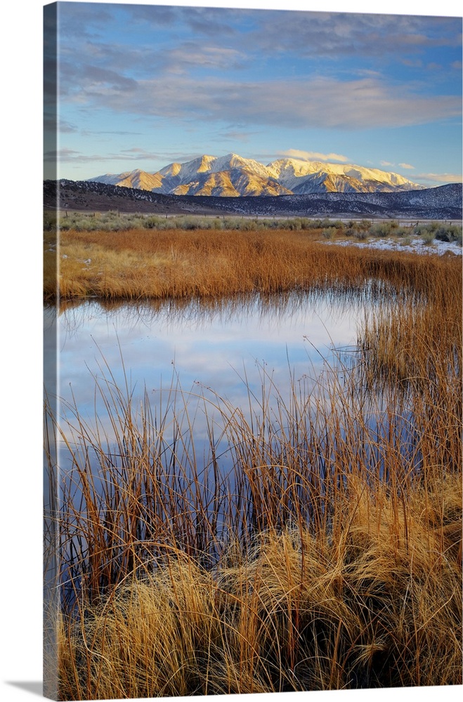 USA, California. White Mountains and reeds in pond. Credit: Dennis Flaherty / Jaynes Gallery