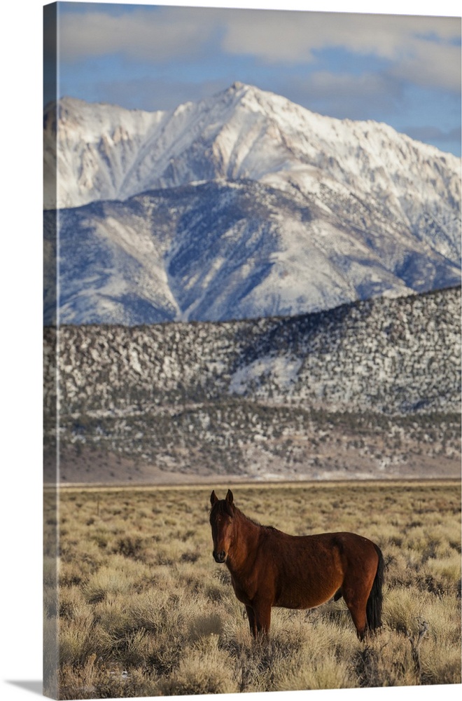 USA, California. White Mountains and wild mustang in Adobe Valley. Credit: Dennis Flaherty / Jaynes Gallery