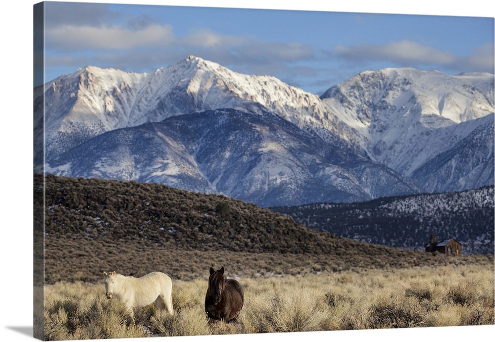 USA, California. White Mountains and wild mustangs in Adobe Valley. Credit: Dennis Flaherty / Jaynes Gallery