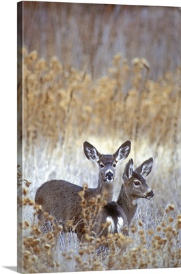 California, wild mule deer pair in dead grasses
