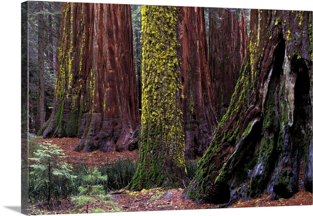 North America, USA, California, Yosemite National Park. Giant Sequoias in Mariposa Grove.