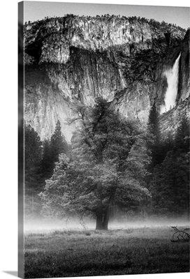 California. Yosemite National Park mist among the oak and pines