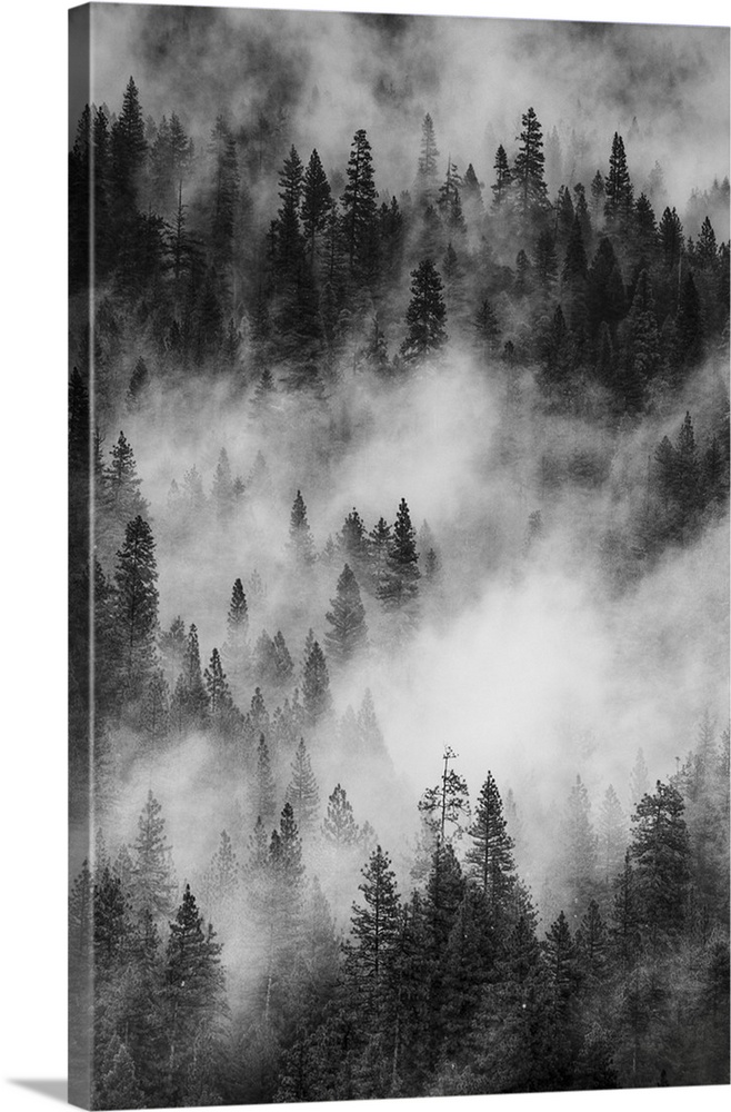North America, USA, California, Yosemite National Park.  Black and White image of pine forests with swirling mist in Yosem...
