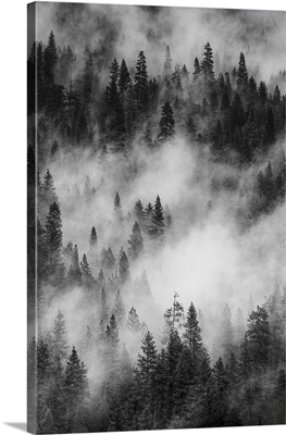 California. Yosemite National Park. pine forests with swirling mist