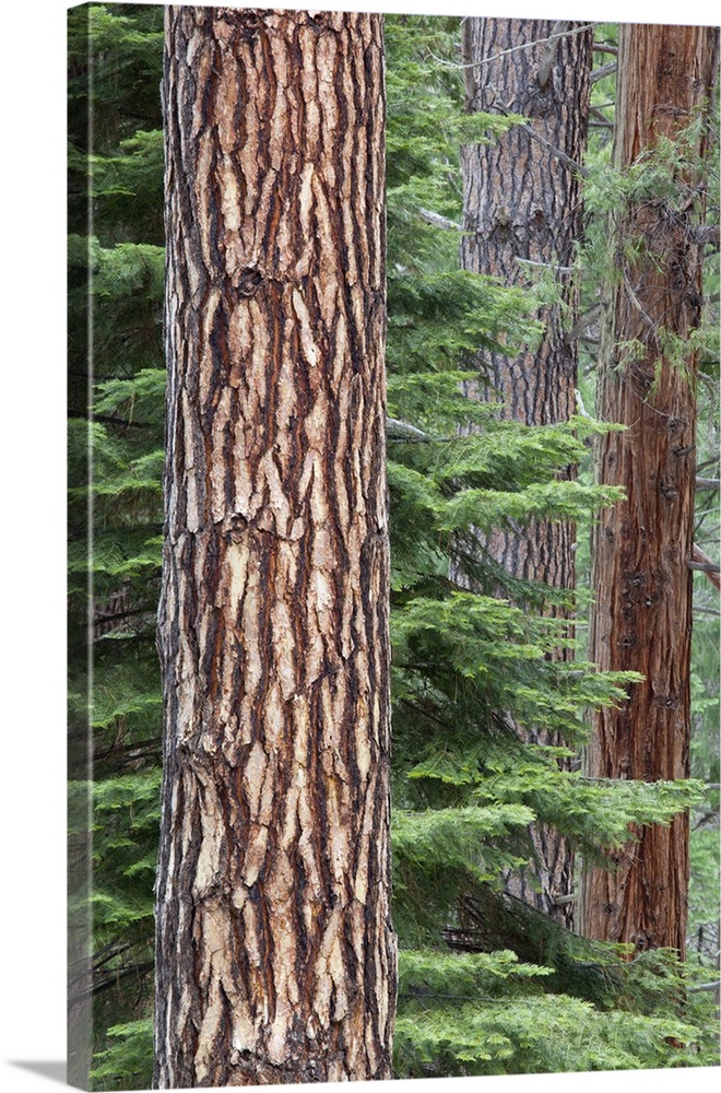 California, Yosemite National Park, Ponderosa pine and Incense cedar trees.