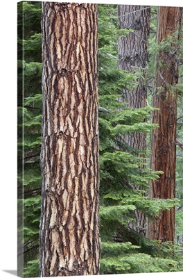 California, Yosemite National Park, Ponderosa pine and Incense cedar trees