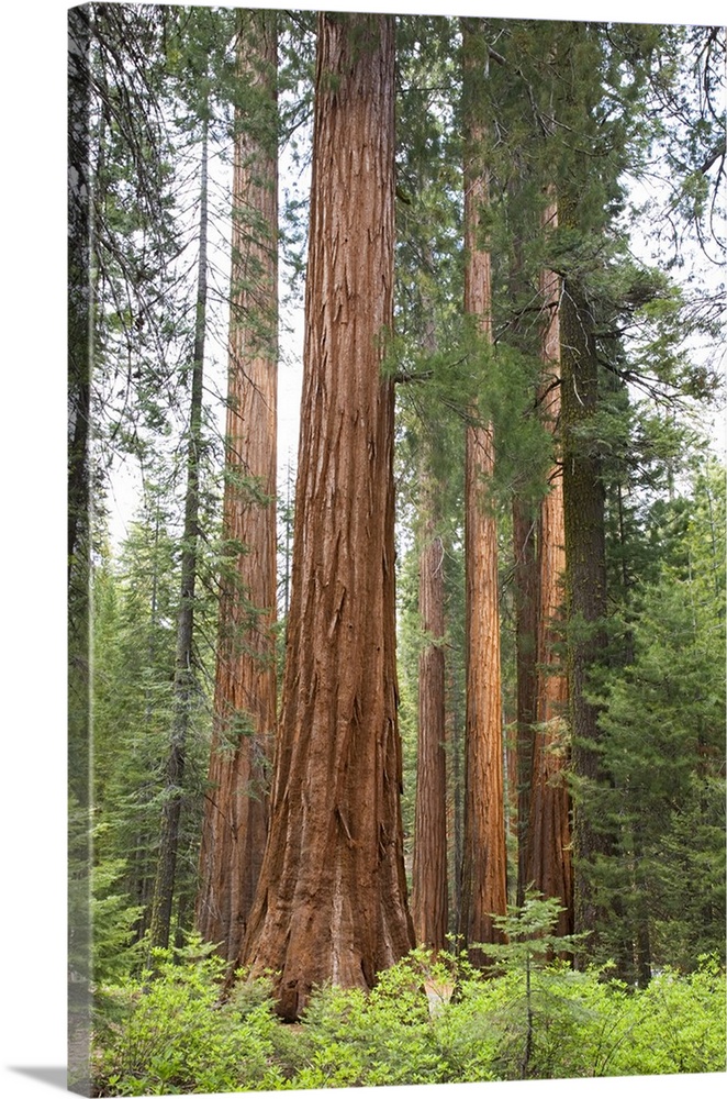 California, Yosemite National Park, Sequoia trees at Mariposa Grove.