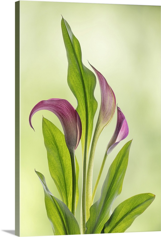 USA, Washington State, Seabeck. Calla lily close-up. Credit: Don Paulson