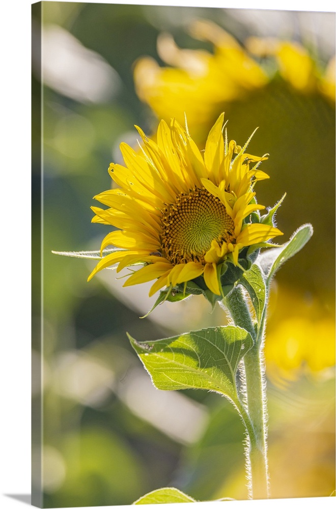 Camargue Nord, Arles, Bouches-du-Rhone, Provence-Alpes-Cote d'Azur, France. Field of sunflowers in Provence.