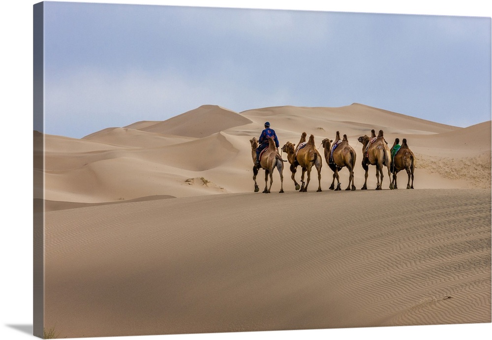 Camel Caravan in the Dunes. Gobi Desert. Mongolia.