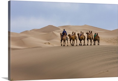 Camel Caravan In The Dunes in Gobi Desert, Mongolia