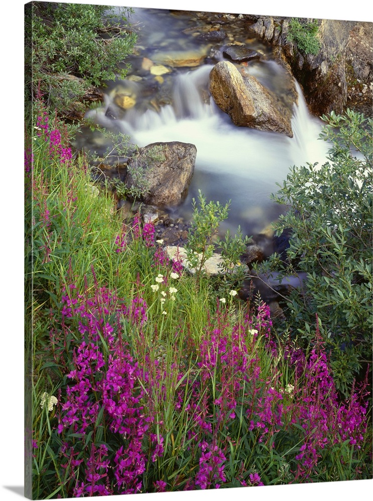 Canada, Alberta, Jasper National Park, Fireweed in bloom along Tangle Creek..