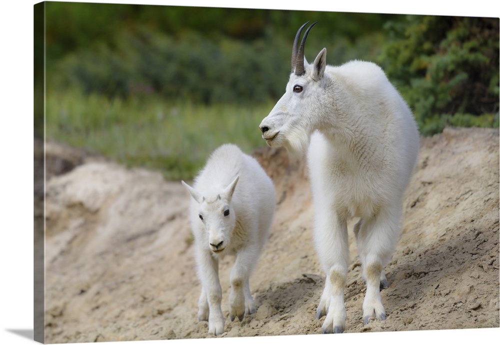 Canada, Alberta, Jasper National Park. Mountain goat buck and kid.