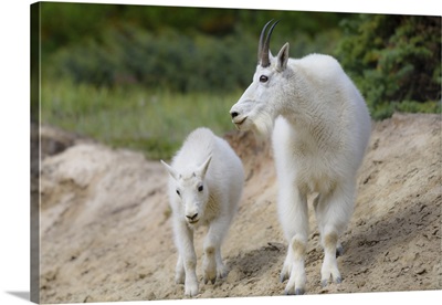Canada, Alberta, Jasper National Park, Mountain Goat Buck And Kid