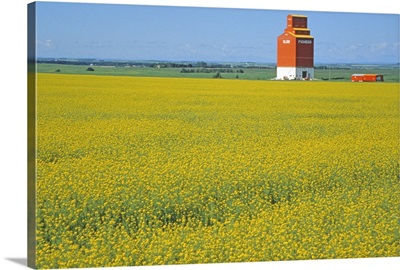 Canada, Alberta, Red Deer, canola flower field