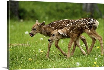 Canada, Alberta, Waterton Lakes National Park. New born mule deer fawns