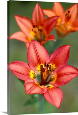 Canada, Alberta, Waterton NP, Western wood lily