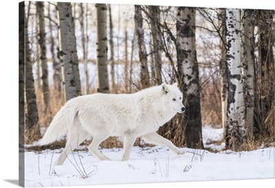 Canada, Alberta, Yamnuska Wolfdog Sanctuary, White Wolfdog