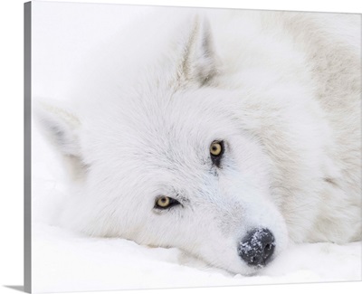 Canada, Alberta, Yamnuska Wolfdog Sanctuary, White Wolfdog Portrait