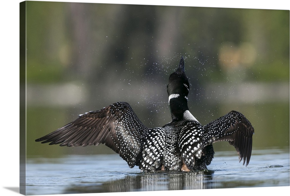 Canada, B.C., An adult, breeding plumage Common Loon (Gavia Immer) flaps its wings at Lac Le Jeune.