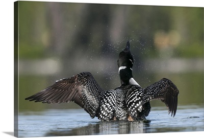 Canada, An adult, breeding plumage Common Loon flaps its wings at Lac Le Jeune
