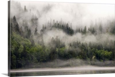 Canada, BC, Fiordlands Recreation Area, fog shrouded forest