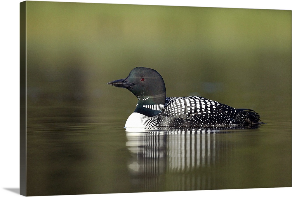 Canada, British Columbia, Kamloops. Portrait of common loon reflected on early morning still water. Credit as: Arthur Morr...