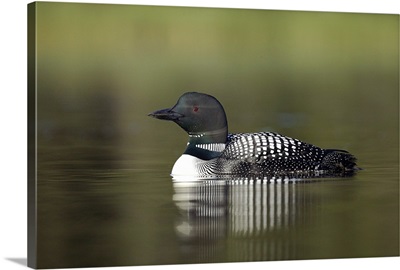Canada, BC, Kamloops, common loon reflected on early morning still water