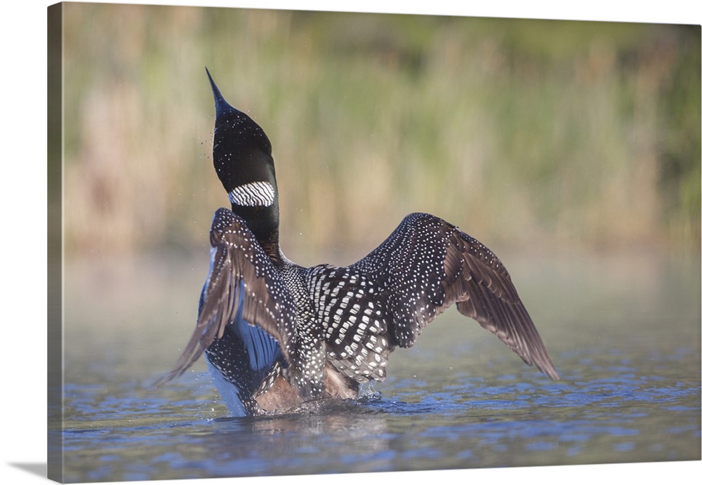 Canada, British Columbia. Adult Common Loon (Gavia immer) in breeding plumage flaps its wings.