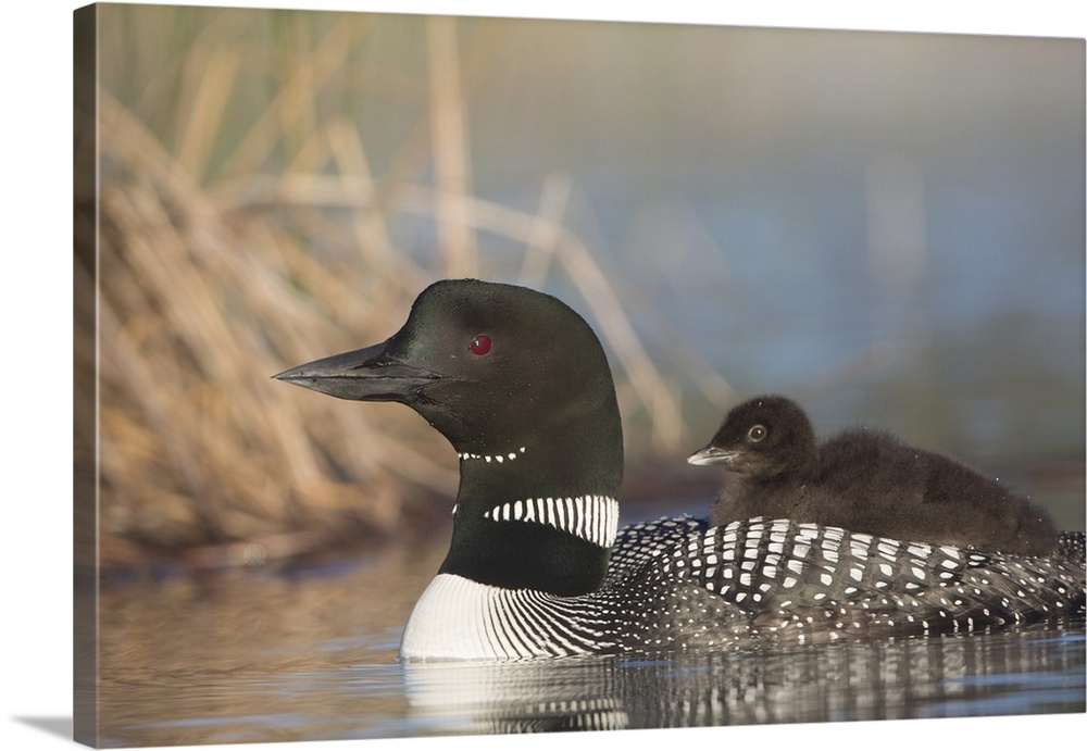 Canada, British Columbia. Adult Common Loon  (Gavia immer) floats with a chick on its back.