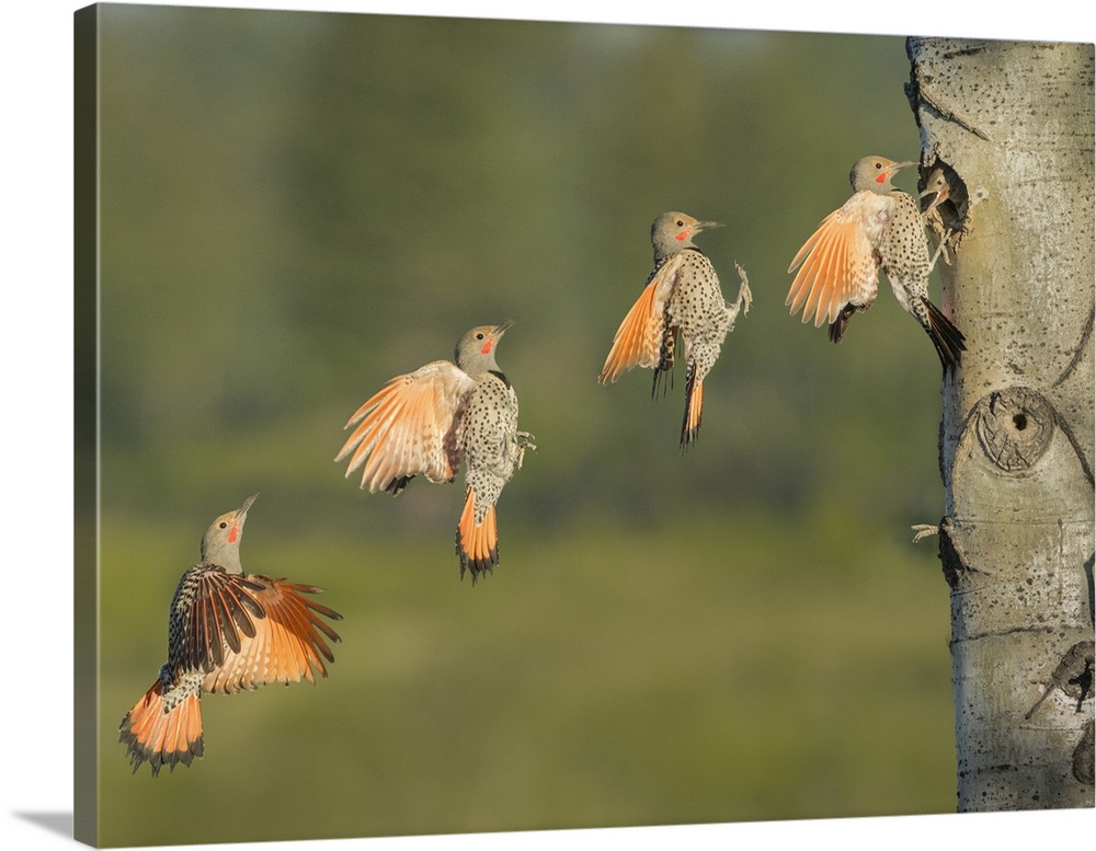 Canada, British Columbia. Adult male Northern Flicker (Colaptes auratus) flies to nesthole in aspen tree (digital composite).