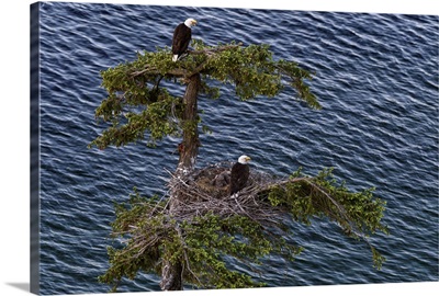 Canada, British Columbia, Bald Eagles Nest Above The Ocean