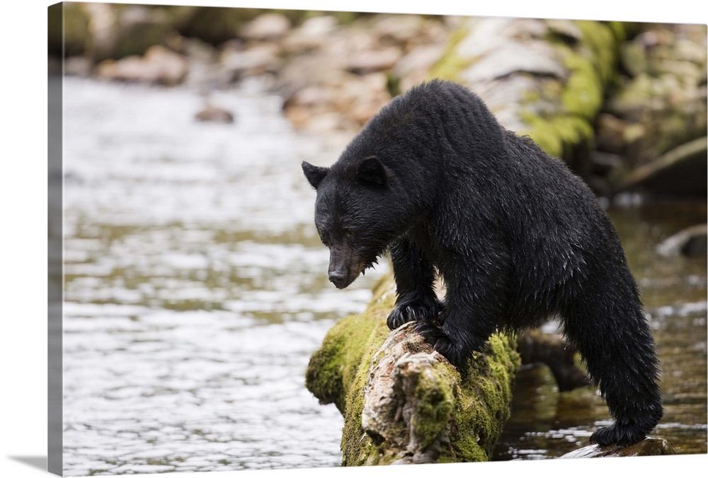 North America, Canada, British Columbia. Black Bear.