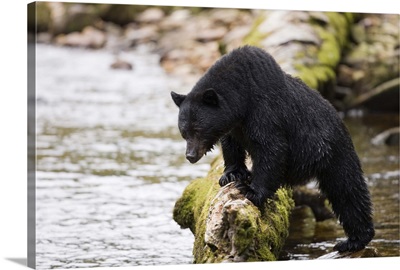 Canada, British Columbia. Black Bear