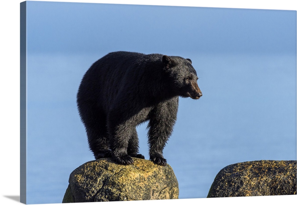 Canada, British Columbia. Black bear at edge of estuary.