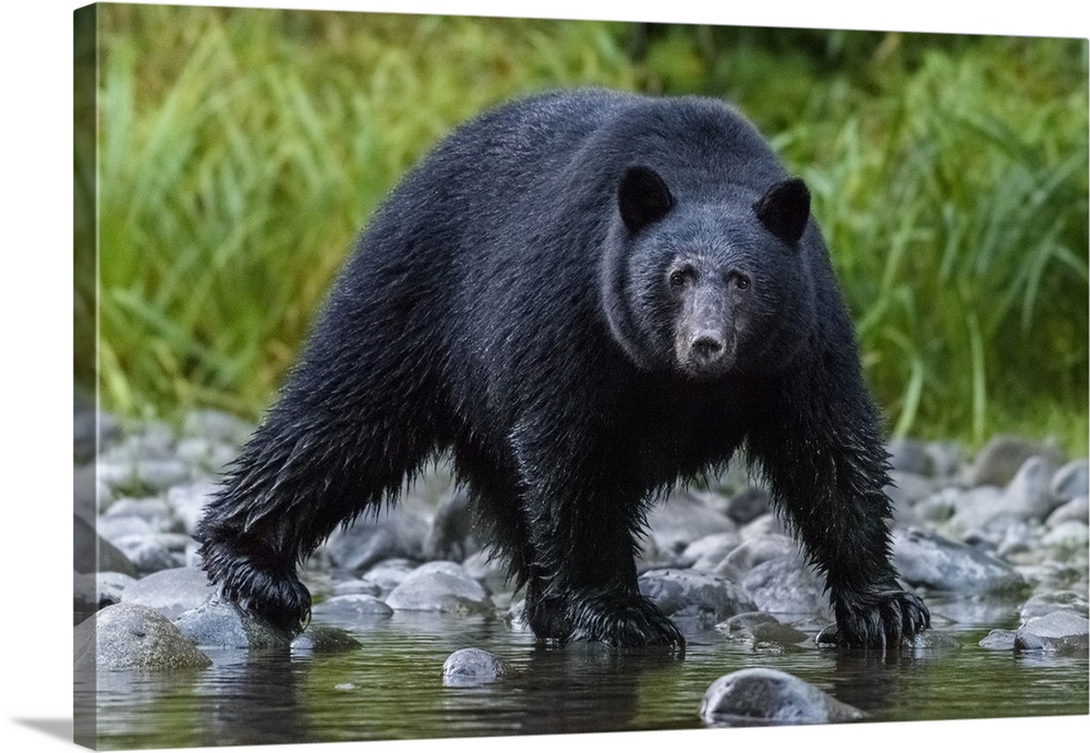 Canada, British Columbia. Black bear searches for fish at rivers edge.