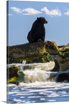 Canada, British Columbia, Black Bear Waiting For Salmon