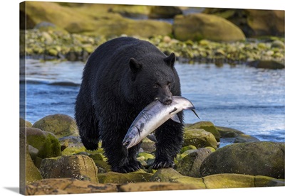 Canada, British Columbia, Black Bear With Freshly Caught Coho Salmon