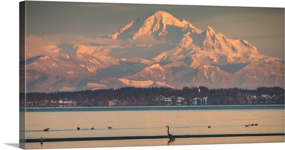 Canada, British Columbia. Boundary Bay, Mount Baker and Great blue heron at sunset.