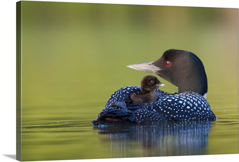 North America, Canada, British Columbia,Common Loon, breeding plumage, adult, chick on back.