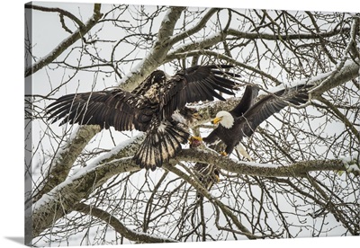 Canada, British Columbia, Delta, Bald Eagles Fight Over Food Scraps