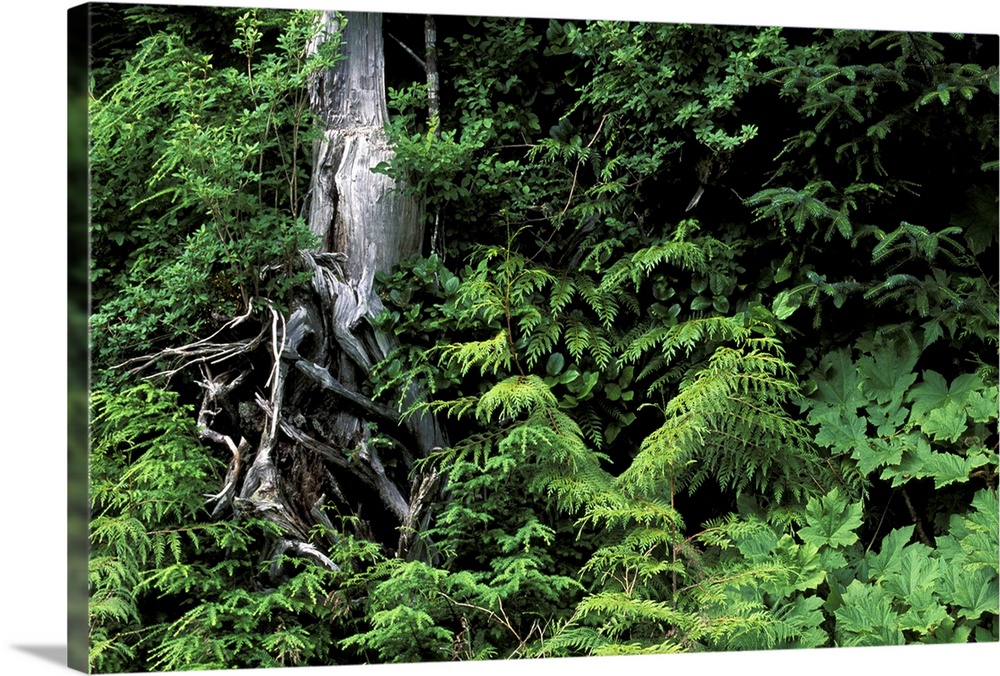 North America, Canada, British Columbia. Forest along Skeena River