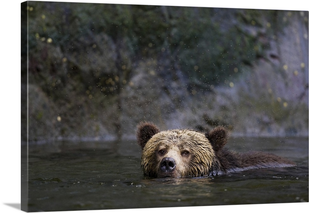 North America, Canada, British Columbia. Grizzly bear swimming.