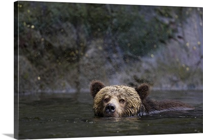 Canada, British Columbia. Grizzly bear swimming