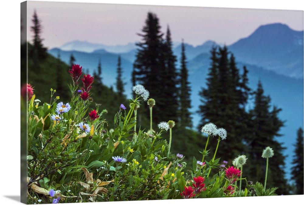 Canada, British Columbia. Idaho Peak, alpine wildflowers blooming in the subalpine.